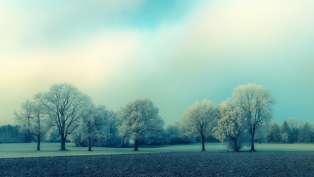 Unique Forrest